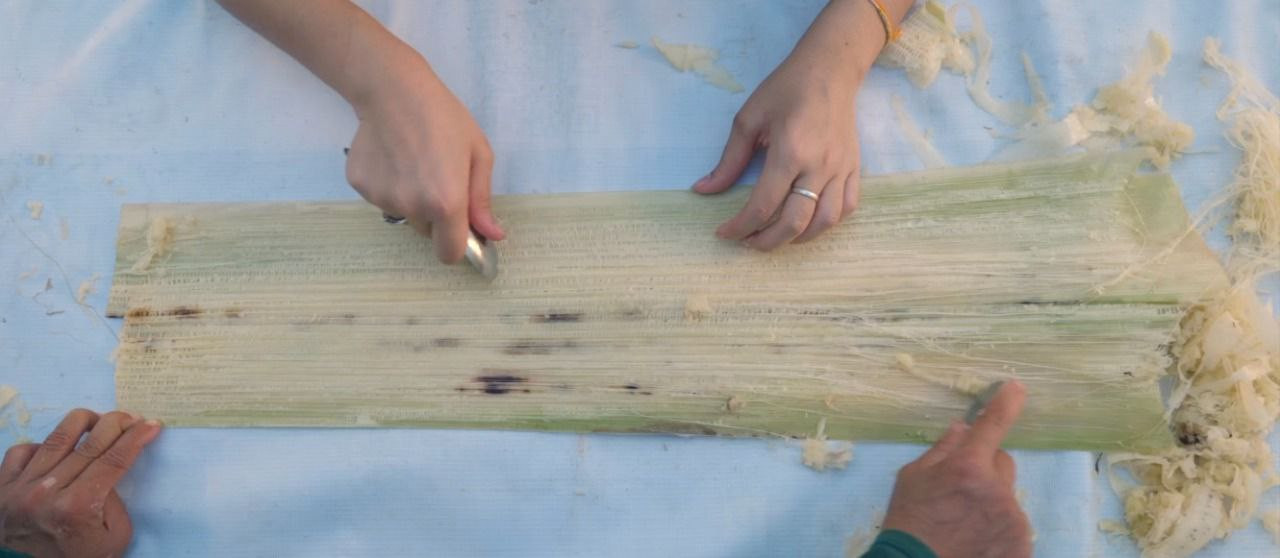 Banana Fiber Fabric Production